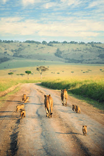 parent tiger are running with babies