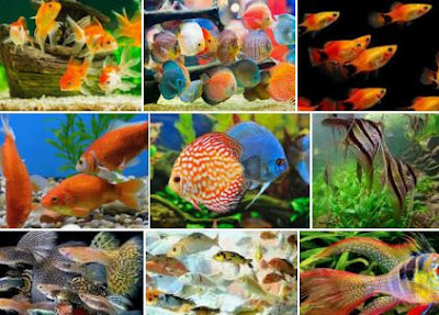 Ikan Hias Air Tawar Aquarium