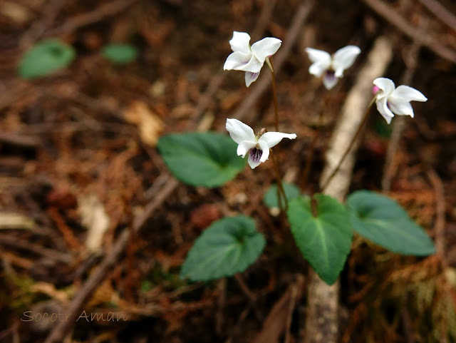 Viola sieboldii