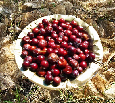 Indian bora berry on dried leaves