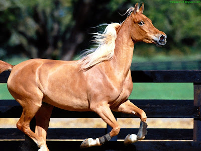 Horse Standard Resolution Wallpaper 52