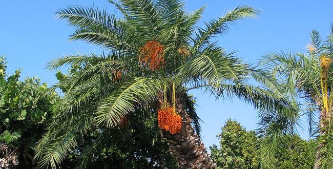 ILMU 212 Beberapa Produk Hasil  Olahan  Kelapa  Sawit