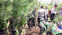 390 Batang Ganja Siap Panen  Berhasil Di Grebek Team Gabungan TNI dan Polri Sumsel