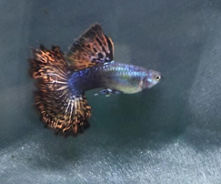 ikan guppy jenis platinum dragon big ear