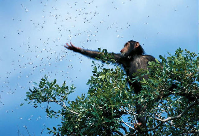 National Geographic's BEST pictures for the year