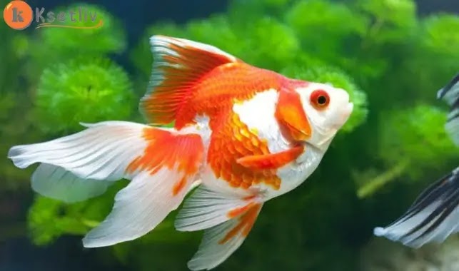 Causes of death of ornamental fish