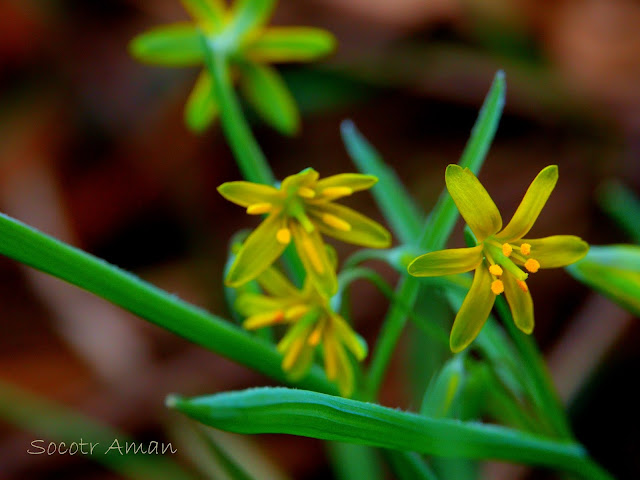 Gagea lutea