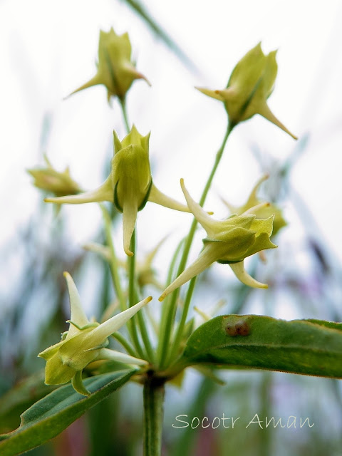 Halenia corniculata