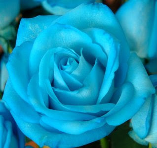 Bunga Mawar Biru ~ Syubidu (┌'⌣')┌♥┐('⌣'┐)