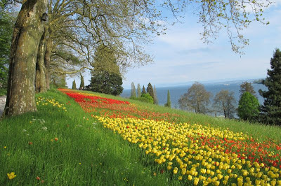 Tulpenblüten, Tulpen, Mainau, Bodenseeforum, Bodensee, 
