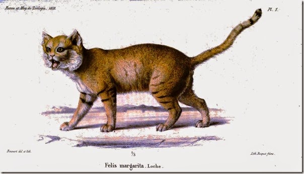 gato de arena cosasdivertidas info (2)
