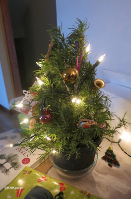 rosemary plant as Christmas tree