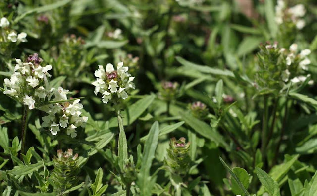 Prunella laciniata Flowers Pictures