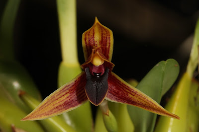 Maxillaria hematoglossa - Blood Red Lipped Maxillaria care