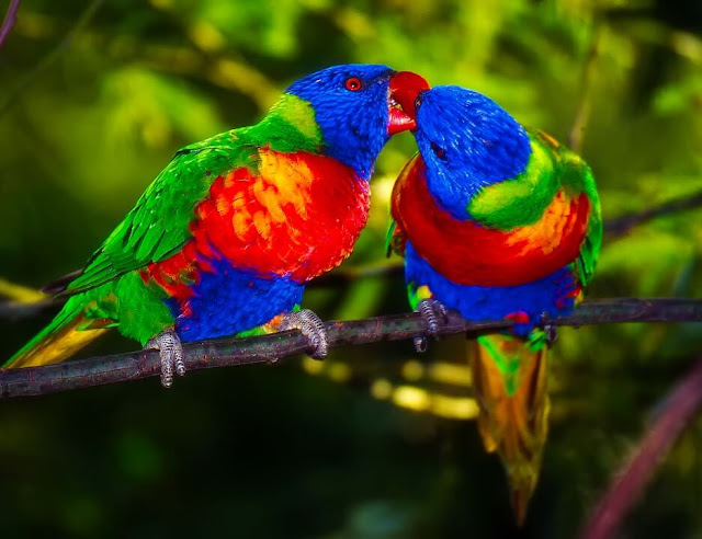 Colorful Parrots Images Gallery Wallpapers 4K Free Download