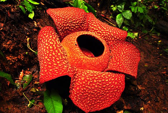 Pengertian Hutan dan Macam macam Jenis Hutan beserta 