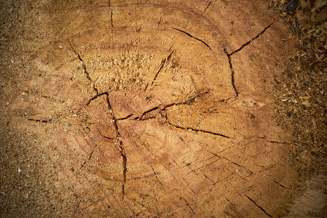 Tree Rings