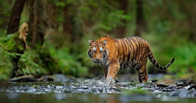 Pekerja di Hutan Tanaman Industri Tewas Diterkam Harimau