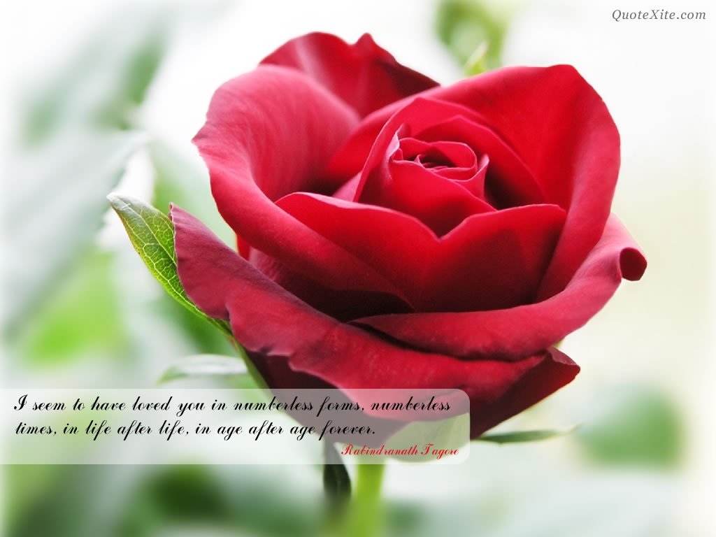 My angel âž¤ Beautiful Rose Flowers With Love Quotes