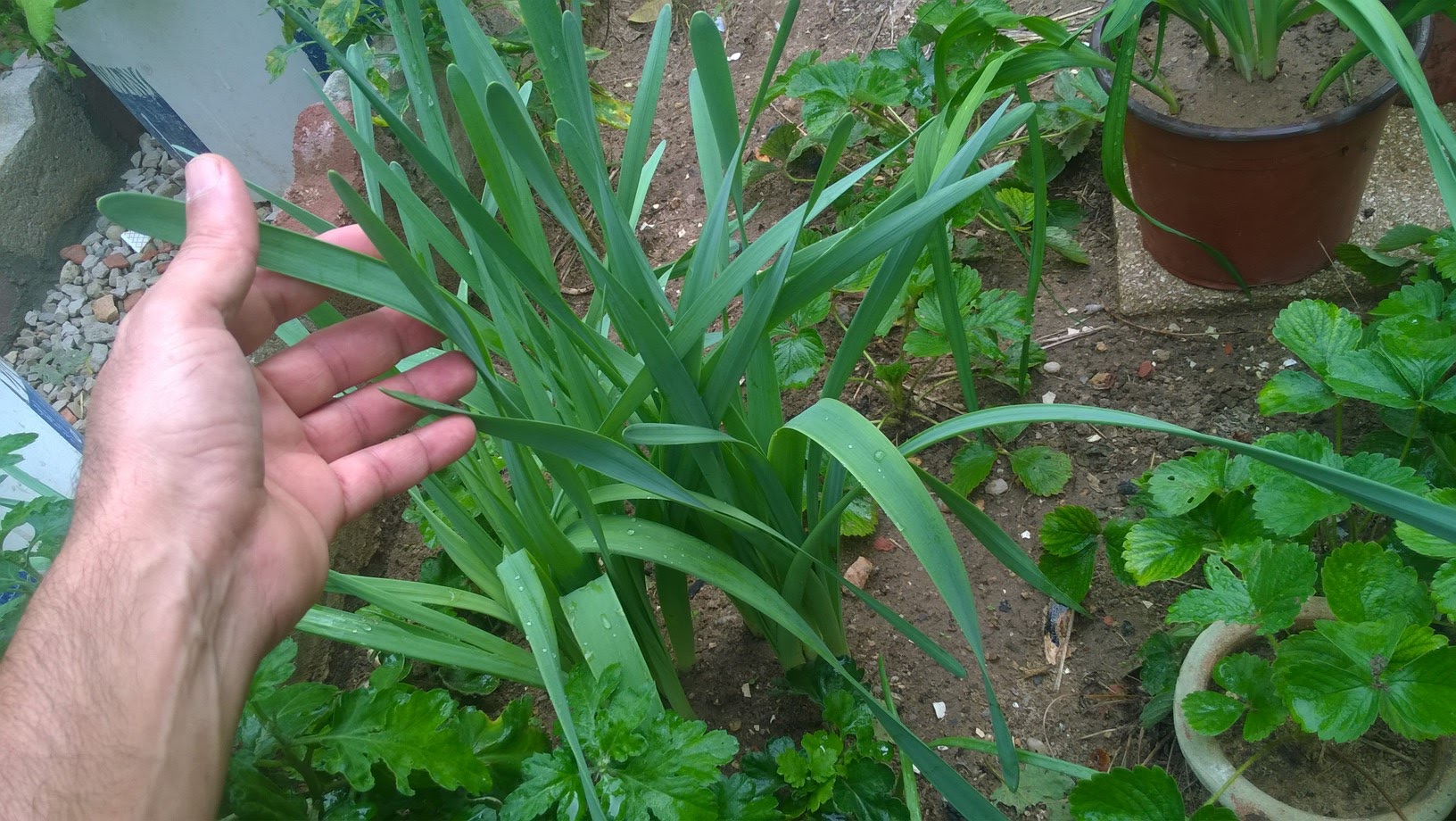 Water the bulbs when they are actively growing in the spring. Provide up to 1 inch of water per week during dry weather.