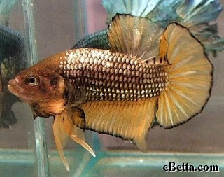 gold beta fish