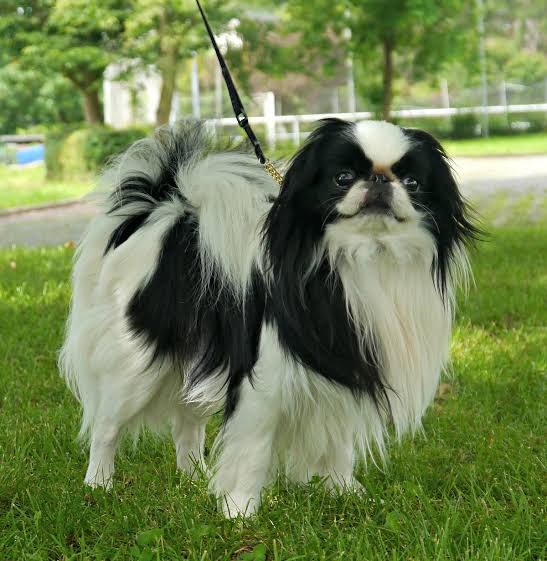 Japanese Chin is one of the smallest animals in the world.