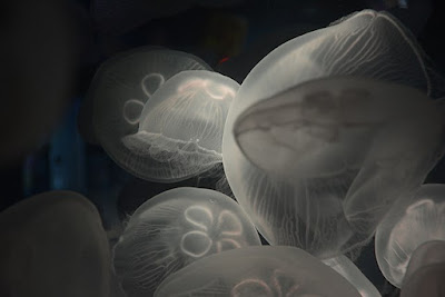 jellyfish having no bones