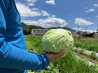 【20230524】試験栽培中の春キャベツ