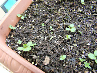 Pensamientos gigante suizo (Viola tricolor 'Maxima').