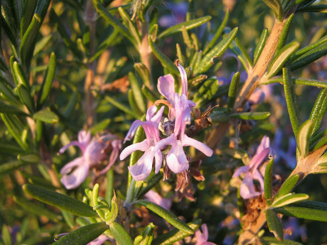 Flor de romero