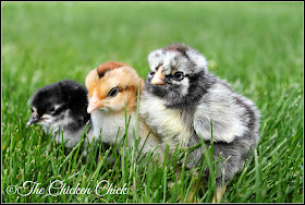 A research team with the University of Arkansas studying the effects of probiotics on young chicks has found that giving probiotics to newly hatched chicks helps to keep them from developing and passing on diseases in later life, including Salmonella Enteritis. 