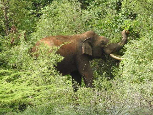 elephants in jungle