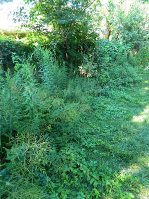 By Paul Jung Gardening Services--a Toronto Gardening Company Backyard Summer Garden Cleanup in Dovercourt Park Before