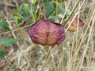 Cœur des Indes - Cardiospermum halicacabum - Pois de cœur - Pois de merveille - Cardiosperme merveilleux - Liane Poc-poc 