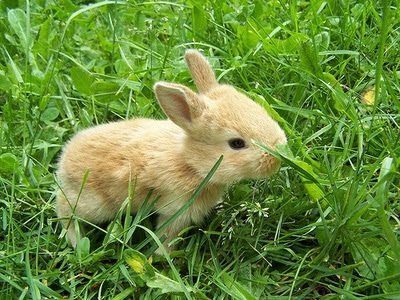 baby rabbit