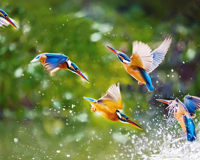  flying-king-fishers-in-group-image