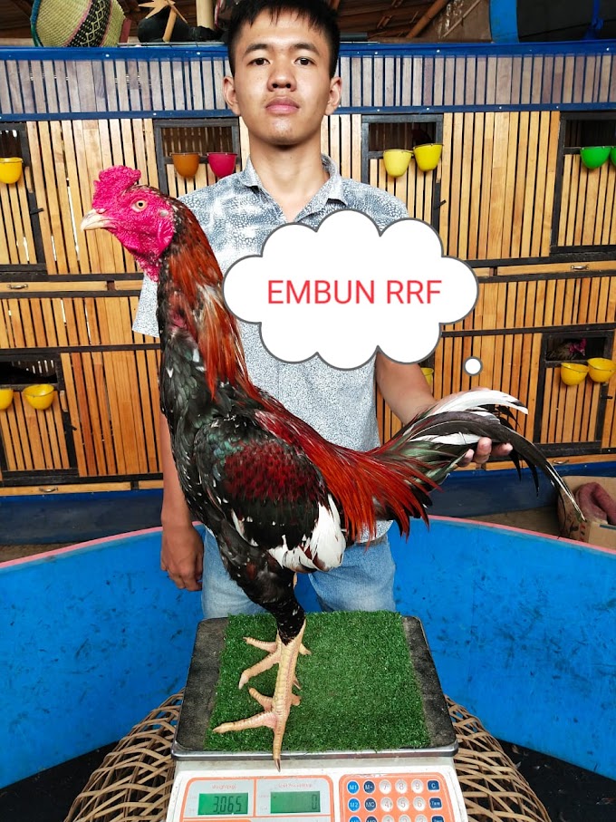 "Embun" Muda Prospek (SOLD OUT)