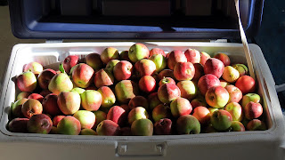 freshly harvested apples fill an 80 quart cooler!