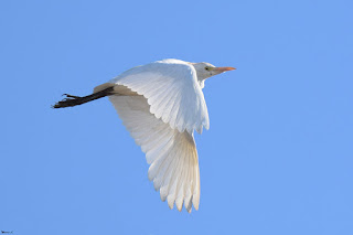 garcilla-bueyera-bubulcus-ibis-adulto-volando-