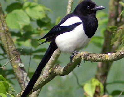 magpie