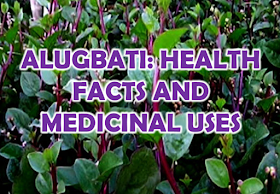 ALUGBATI is a vine commonly grow in most of the areas in the Philippines. Characterized by its vivid purple color heart-shaped leaves and sticky resin, alugbati is used in some dishes in some provinces. Aside from being a local vegetable, it is also among the list of medicinal plants and herbs that can cure many health issues and helps in our nutrition.  Advertisement        Sponsored Links  Alugbati plant contains saponin, vitamin A and B. It also has glycosides, saponins, tannins, flavonoids, terpenoids, and carbohydrates.  Small fruits of the alugbati plant contain mucilage and iron Some studies also show that the alugbati plant has carotene, vitamin C, and nitrate.  The different parts of the alugbati plant have different methods on how to extract the juice or resin to be used as a medicine.  Roots: The juice coming from the roots of alugbati obtained from pounding or grinding , or boiling you can also boil it.  Leaves:  To get the juice from the leaves,it is often boiled or pressed to obtain the thick resin.  Vines: The thick resin or juice coming from the vine can be obtained by pounding and pressing it.  HERE ARE THE DISEASES THAT CAN BE CURED USING ALUGBATI:  1. Ringworm: Applying the thick resin or juice from the leaves or vines can heal the ringworm on the skin.  2. Diarrhea and dysentery: Drinking the thick juice from alugbati plant is said to cure diarrhea and dysentery.  3. Hypertension: a person suffering from hypertension can be cured by drinking the tea from boiling alugbati leaves.  4. Wounds and cuts: the juice extracted from alugbati leaves mixed with oil or minced leaves applied directly on affected part of the skin can help it to heal fast.  5. Acne and pimples: applying alugbati resin on pimples and acne can help ease the swelling.  6. Ulcer: a tea made from boiling alugbati leaves can easily cure stomach ulcer.  7. Stomach ache: boil some alugbati vines and roots and drink the tea to cure stomach ache.  8. Headache: the thick and sticky resin is applied on the head to alleviate headache.    READ MORE:  Find Out Which Country Has The Fastest Internet Speed Using This Interactive Map    Find Out Which Is The Best Broadband Connection In The Philippines   Best Free Video Calling/Messaging Apps Of 2018    Modern Immigration Electronic Gates Now At NAIA    ASEAN Promotes People Mobility Across The Region    You Too Can Earn As Much As P131K From SSS Flexi Fund Investment    Survey: 8 Out of 10 OFWS Are Not Saving Their Money For Retirement    Can A Virgin Birth Be Possible At This Millennial Age?    Dubai OFW Lost His Dreams To A Scammer    Support And Protection Of The OFWs, Still PRRD's Priority