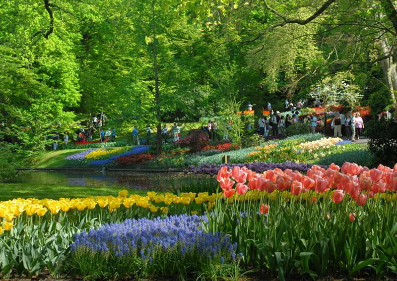 30 Pemandangan Taman Bunga  Tulip Foto Pemandangan HD