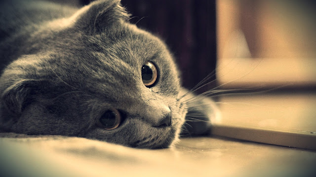 Gray Cat Eyes Close-Up HD Wallpaper