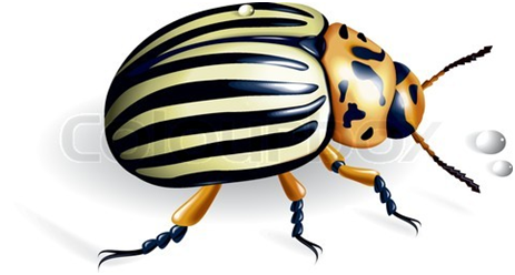 cerpen anak | kumbang yang lucu