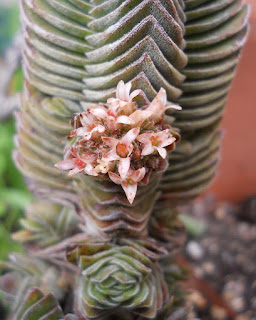 flores del cactus Templo de Buda