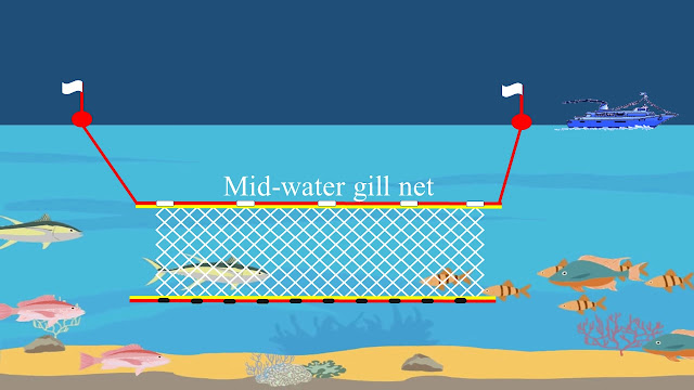 Midwater gill net atau jaring insang pertengahan