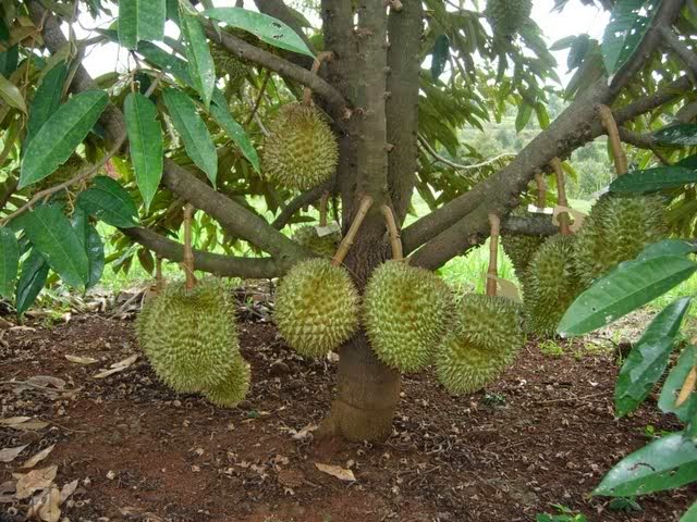 Sekilas Tentang Pohon Durian