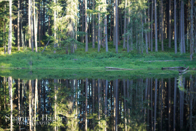 Shannon Hager Photography, Northwest Trek, Tree Reflections