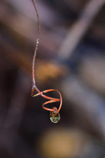 Tendril swirls with dew drops on bokeh background