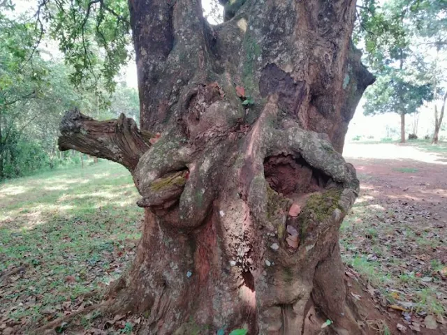 Kihumo Kia Agikuyu tree photo